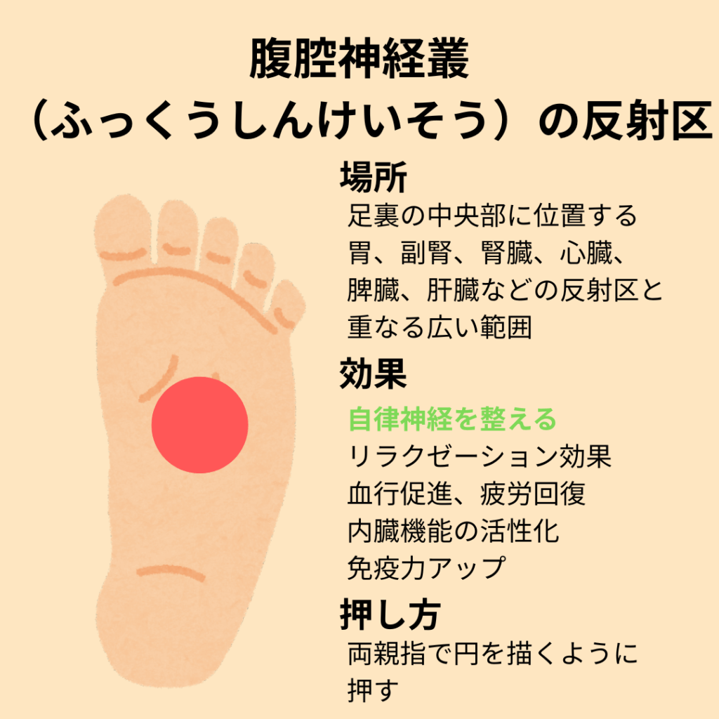 腹腔神経叢（ふくこうしんけいそう）