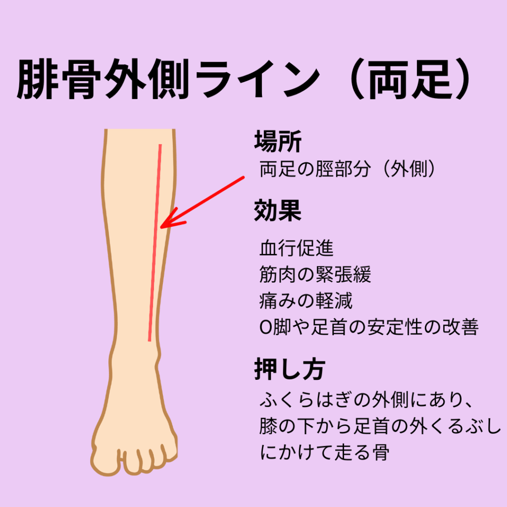 腓骨外側ライン