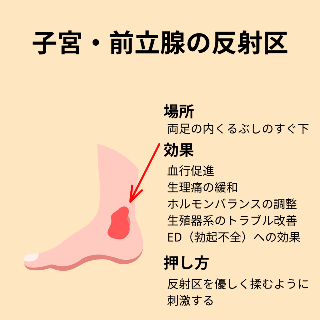 子宮・前立腺の反射区