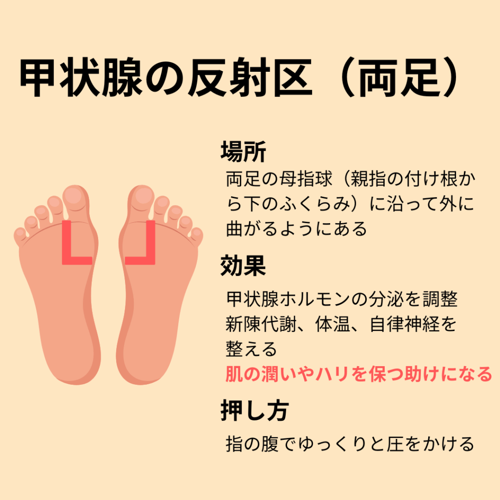 甲状腺の反射区(両足)