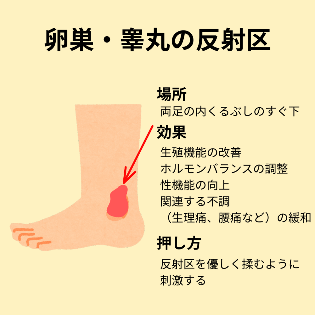 卵巣・睾丸の反射区