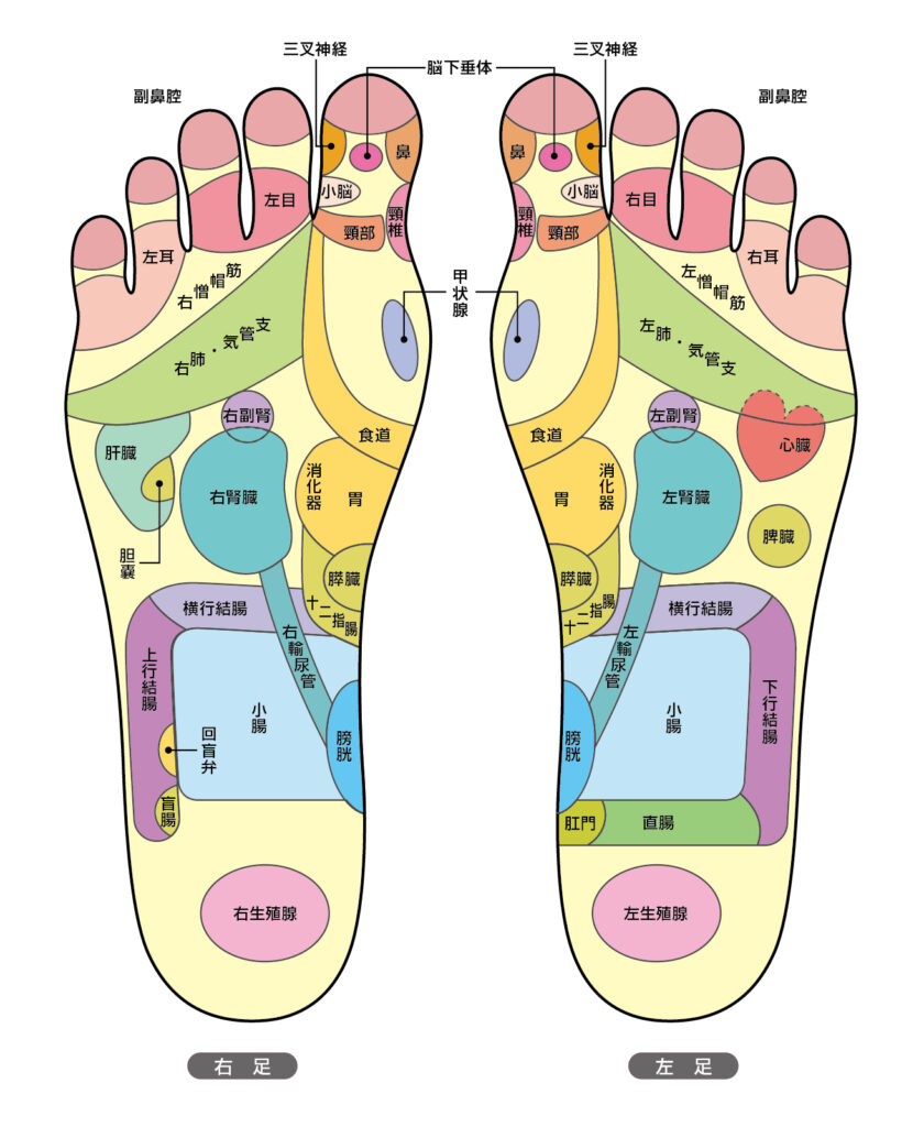 足裏反射区マップ